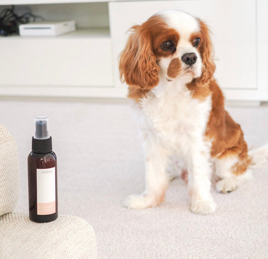 A Kinder Kind of Candle: Our Pet-Friendlier Collection